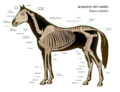 Anatomía interna del caballo.png