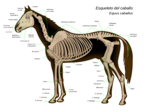 Anatomía interna del caballo.png