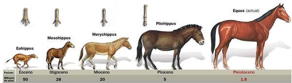 Evolución del caballo.jpg