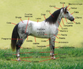 Anatomía externa del caballo.png