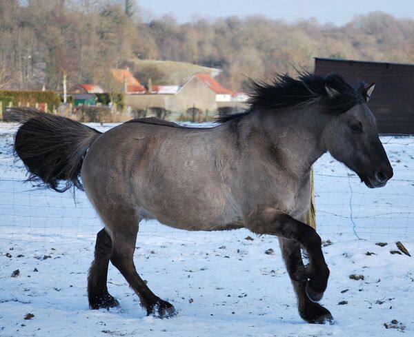 Capas del caballo - Caballipedia